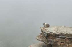 Marmots overlooking Jasper from up the Skytram