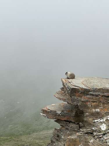 Marmots overlooking Jasper from up the Skytram