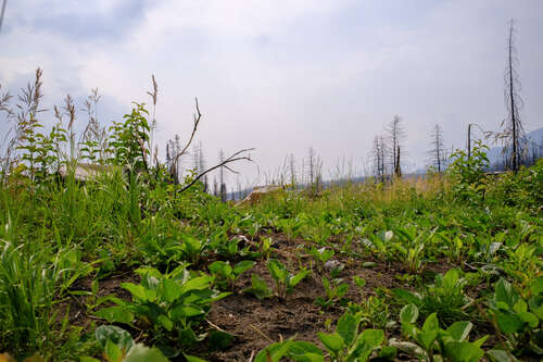 Nature recovering after the wildfires
