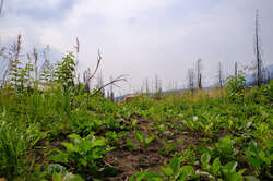 Nature recovering after the wildfires