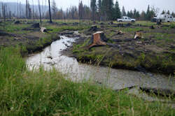 Old and new growth after the wildfires