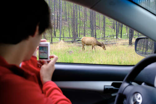 Overlooking an Elk at Whistlers Campground