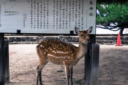 The island is full of deer