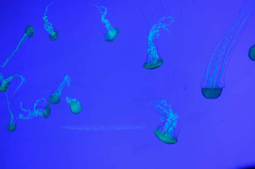 Jellyfish