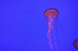 Jellyfish
