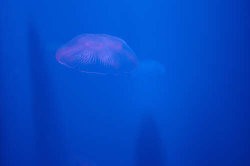 Jellyfish