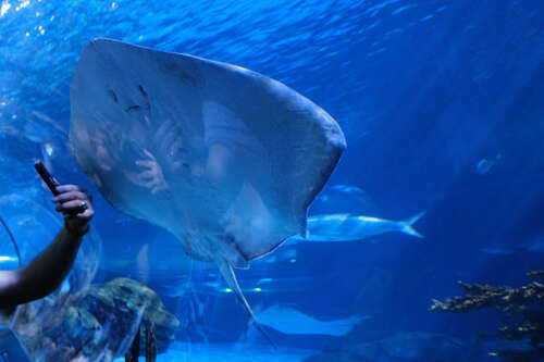Manta ray